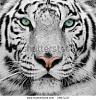 Click image for larger version. 

Name:	tiger.jpg 
Views:	215 
Size:	25.5 KB 
ID:	13376