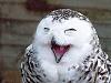 Click image for larger version. 

Name:	happy-owl.jpg 
Views:	280 
Size:	99.6 KB 
ID:	14154
