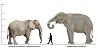 Click image for larger version. 

Name:	African-Elephant-vs-Palaeoloxodon-namadicus-vs-human-size.jpg 
Views:	15776 
Size:	61.8 KB 
ID:	20891