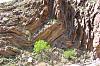 Click image for larger version. 

Name:	bent-rock-layers-photo1.jpg 
Views:	778 
Size:	77.2 KB 
ID:	20918