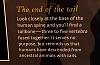 Click image for larger version. 

Name:	amnh-coccyx.jpg 
Views:	408 
Size:	28.7 KB 
ID:	20920