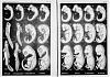 Click image for larger version. 

Name:	Haeckel_Anthropogenie_1874.jpg 
Views:	490 
Size:	72.0 KB 
ID:	20922