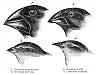 Click image for larger version. 

Name:	1200px-Darwin%27s_finches_by_Gould.jpg 
Views:	299 
Size:	173.7 KB 
ID:	20926