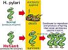 Click image for larger version. 

Name:	h-pylori.jpg 
Views:	1131 
Size:	45.2 KB 
ID:	20931