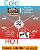 Click image for larger version. 

Name:	cold-hot-dog-fur.jpg 
Views:	1200 
Size:	30.6 KB 
ID:	20932