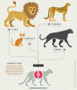 Click image for larger version. 

Name:	cat-kind-chart.gif 
Views:	188 
Size:	109.0 KB 
ID:	20937