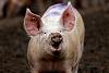 Click image for larger version. 

Name:	180427-pig-brains-outside-body-feature.jpg 
Views:	1390 
Size:	441.4 KB 
ID:	20946