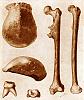 Click image for larger version. 

Name:	Pithecanthropus-erectus.jpg 
Views:	1323 
Size:	950.2 KB 
ID:	20950