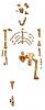 Click image for larger version. 

Name:	Reconstruction_of_the_fossil_skeleton_of__Lucy__the_Australopithecus_afarensis.jpg 
Views:	1098 
Size:	20.5 KB 
ID:	20958