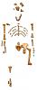 Click image for larger version. 

Name:	Reconstruction_of_the_fossil_skeleton_of__Lucy__the_Australopithecus_afarensis.jpg 
Views:	1223 
Size:	20.5 KB 
ID:	20958