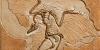 Click image for larger version. 

Name:	archaeopteryx-700x350_imagelarge.jpg 
Views:	1085 
Size:	24.3 KB 
ID:	20962