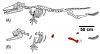 Click image for larger version. 

Name:	whale5a.jpg 
Views:	1223 
Size:	8.6 KB 
ID:	20968