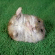 Name:  hampster.gif
Views: 184
Size:  7.2 KB