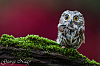 Click image for larger version. 

Name:	MindBlowingAnimalsPhotography_003.png 
Views:	209 
Size:	138.4 KB 
ID:	6585