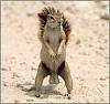 Click image for larger version. 

Name:	squirrel-6754.jpg 
Views:	83 
Size:	11.2 KB 
ID:	728