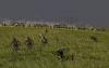 Click image for larger version. 

Name:	Nowheretohideintheseaofgrass-V.T.Marvin.jpg 
Views:	244 
Size:	286.4 KB 
ID:	8113