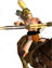 Name:  #scythian_virgin_archers_horse.jpg
Views: 1358
Size:  13.8 KB