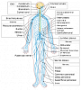 Click image for larger version. 

Name:	Nervous_system_diagram-en.svg.png 
Views:	70 
Size:	52.9 KB 
ID:	19594